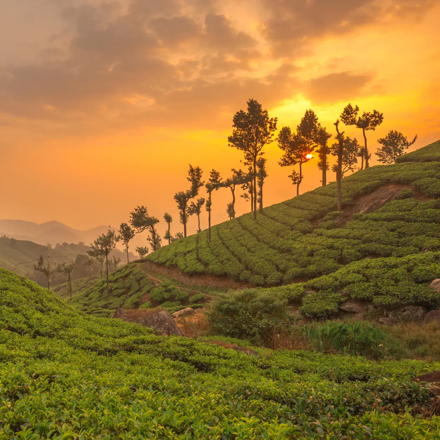 Munnar 
