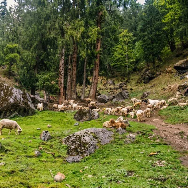 Kutla Village