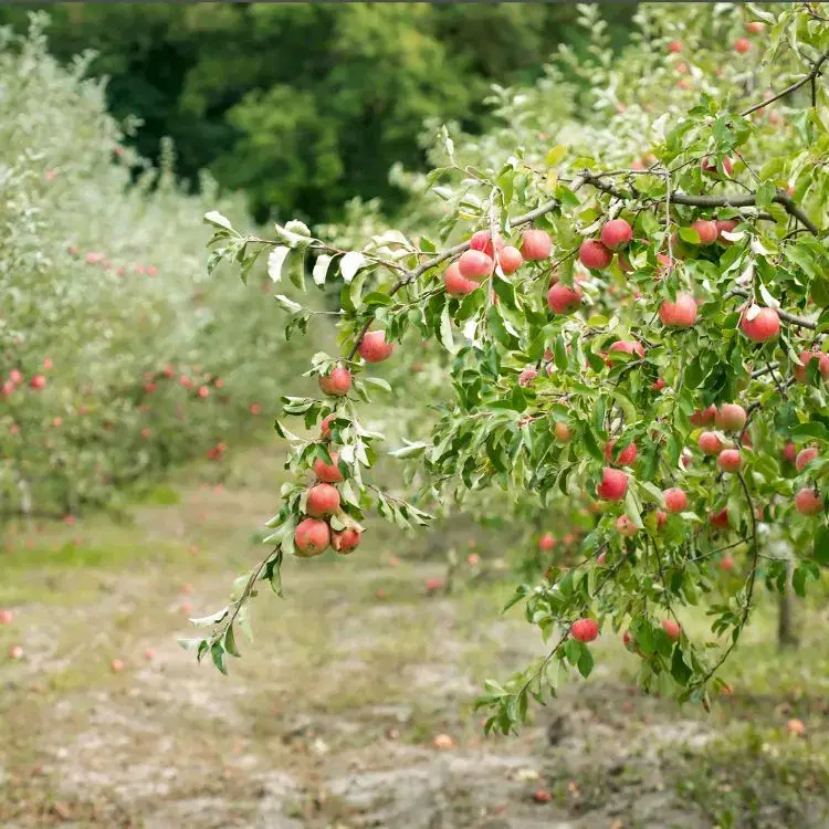 Apple Orchards and Village Lanes