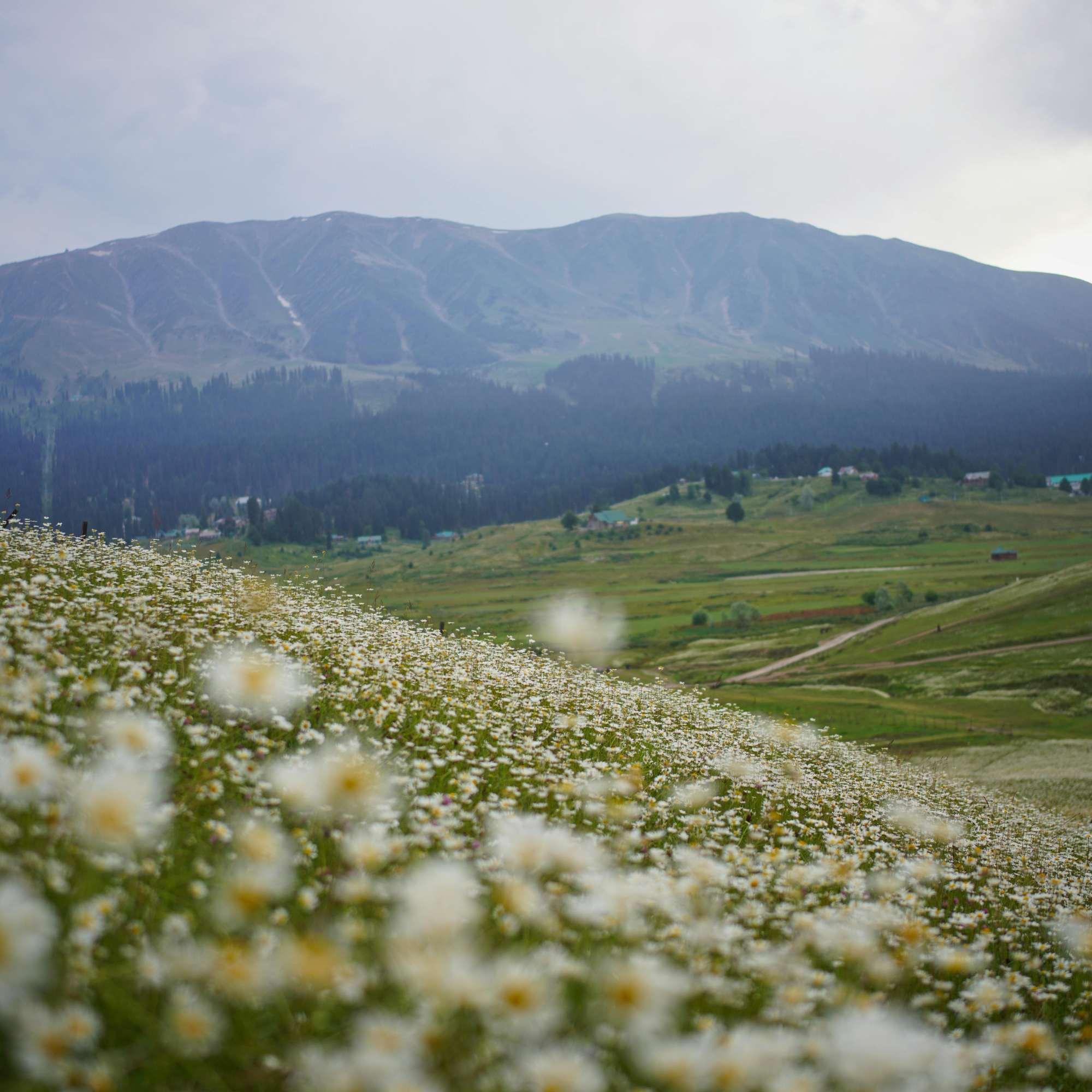 Panoramic View of Gulmarg in Summer.jpg