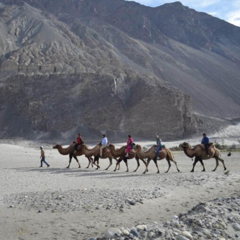 A short Bactrian camel ride on the fixed track across the Hunder dunes, the signature experience at Nubra Valley