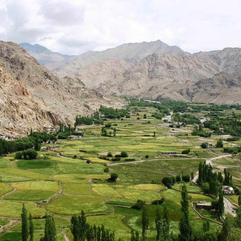 Sunlit stone houses in Turtuk Village with apricot trees and green fields
