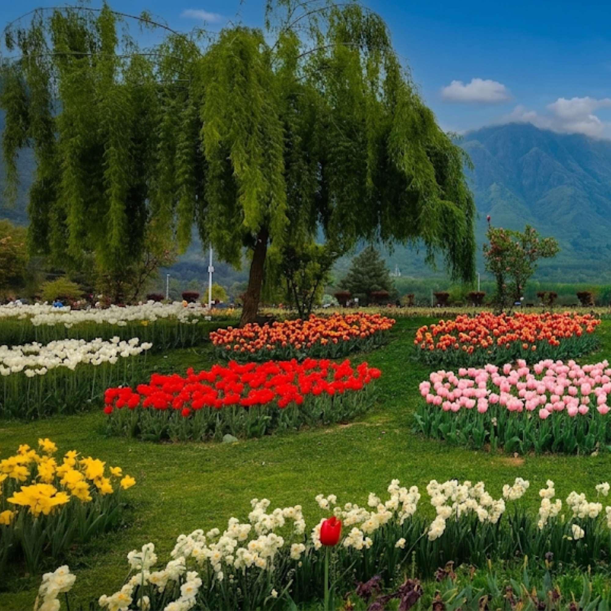 Tulip Garden Srinagar