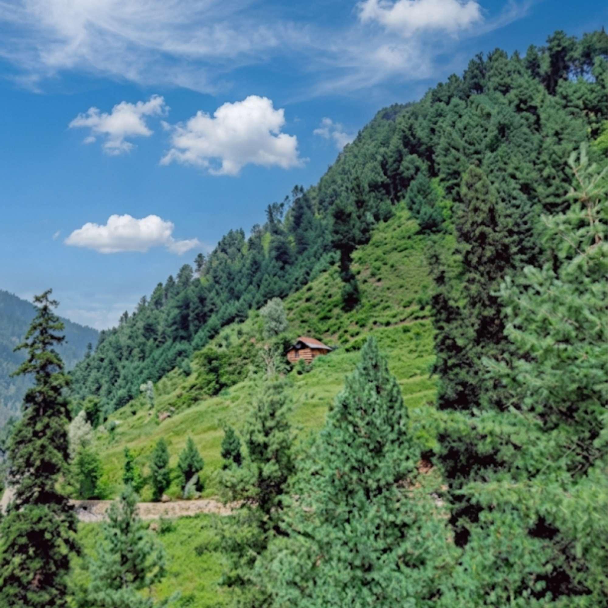 Pine forests and mountain views at Aru Valley