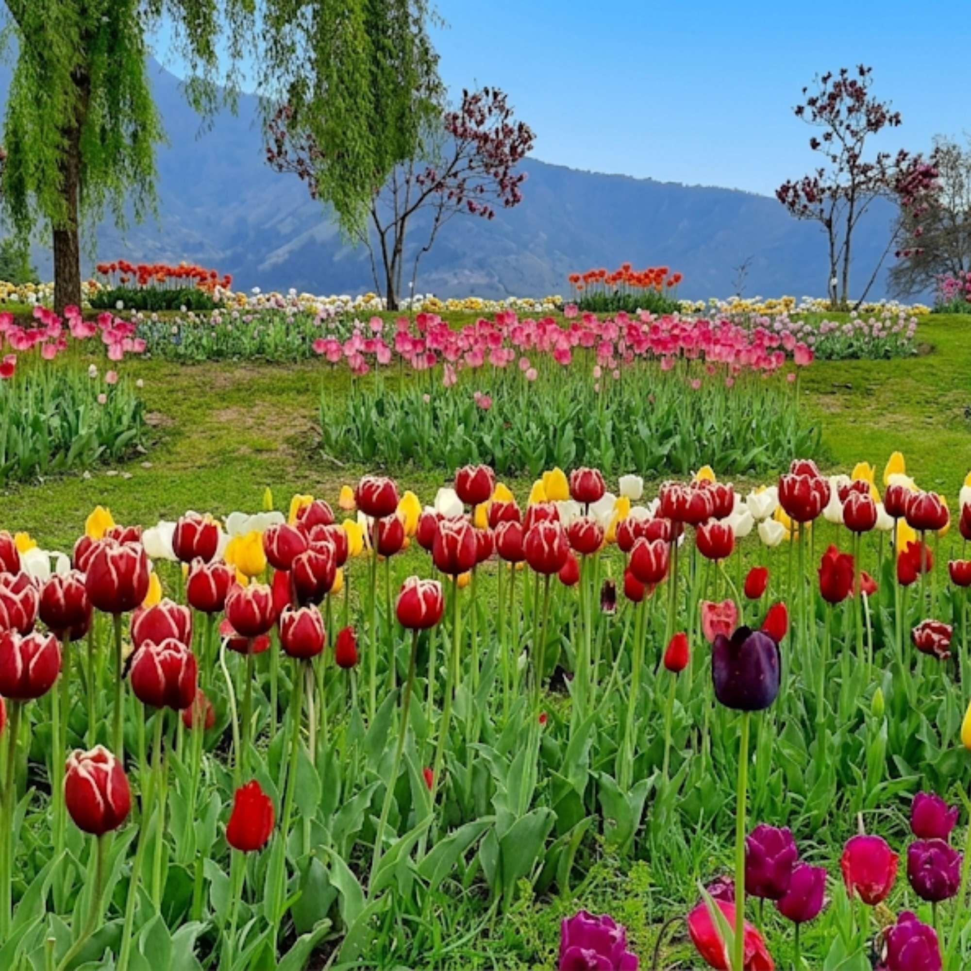 Tulip Garden in Srinagar During Spring.jpg