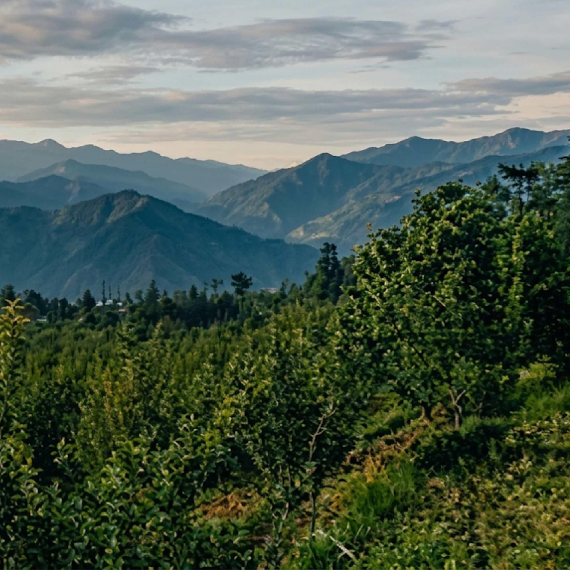 Natural Beauty of Jubbal Himachal Pradesh.jpg