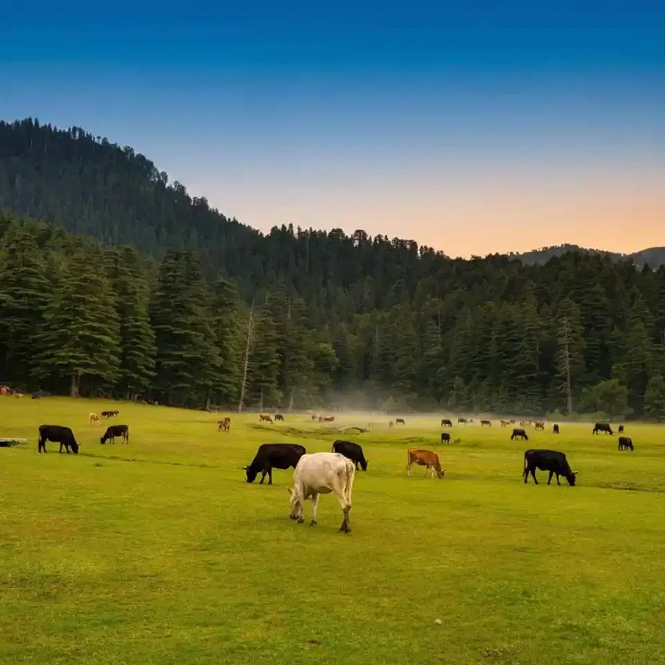 Dharamshala Dalhousie Khajjiar Meadow Circuit