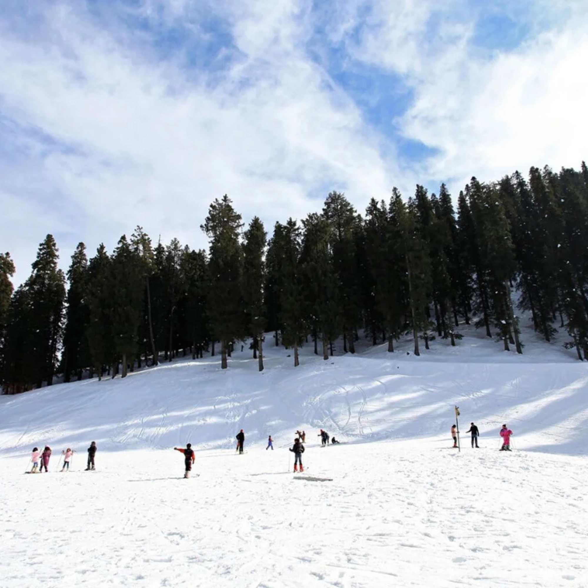 Dense pine and deodar forests surrounding Narkanda