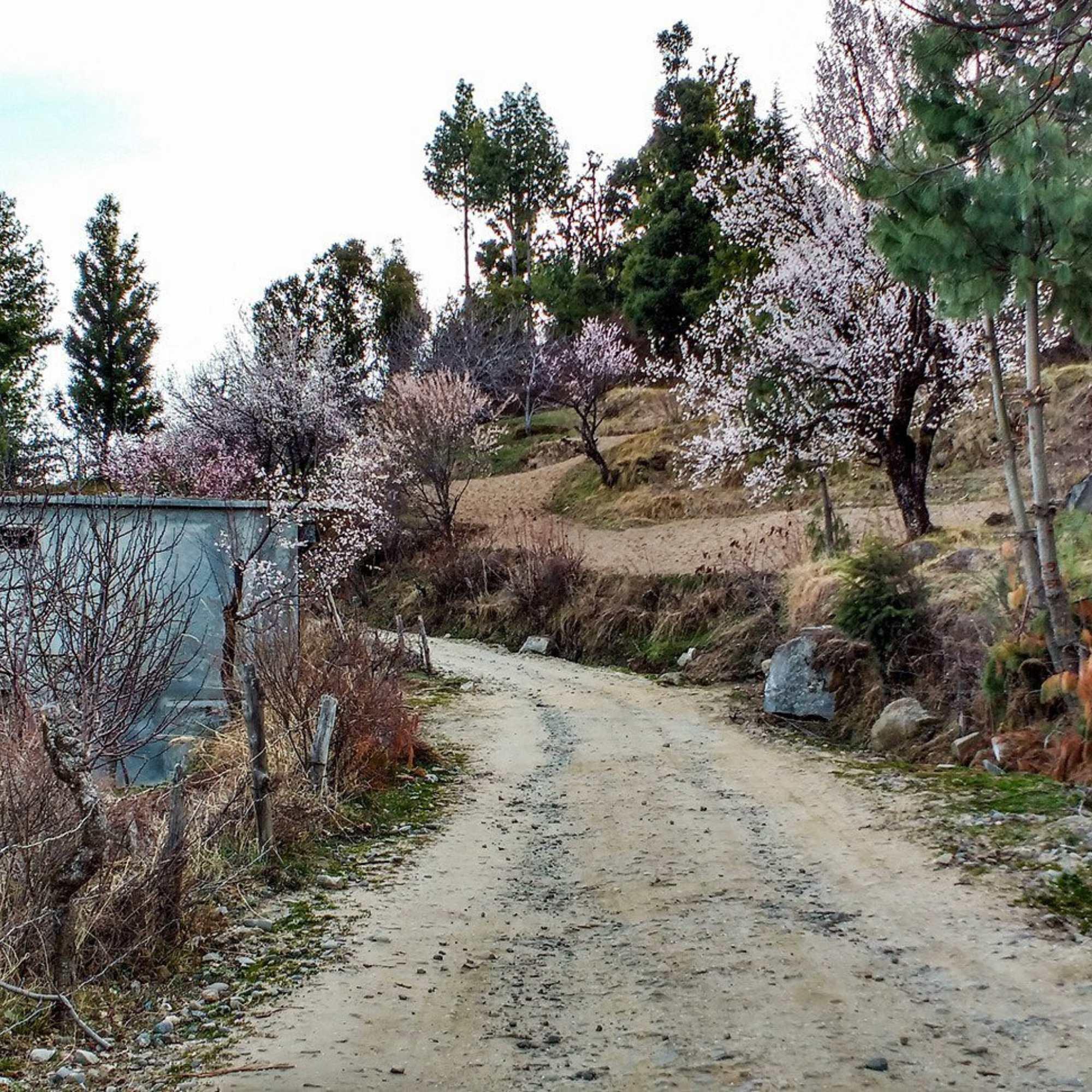 Rohru, Shimla offering a perfect blend of mountain scenery, nature and local Himachali beauty.jpg