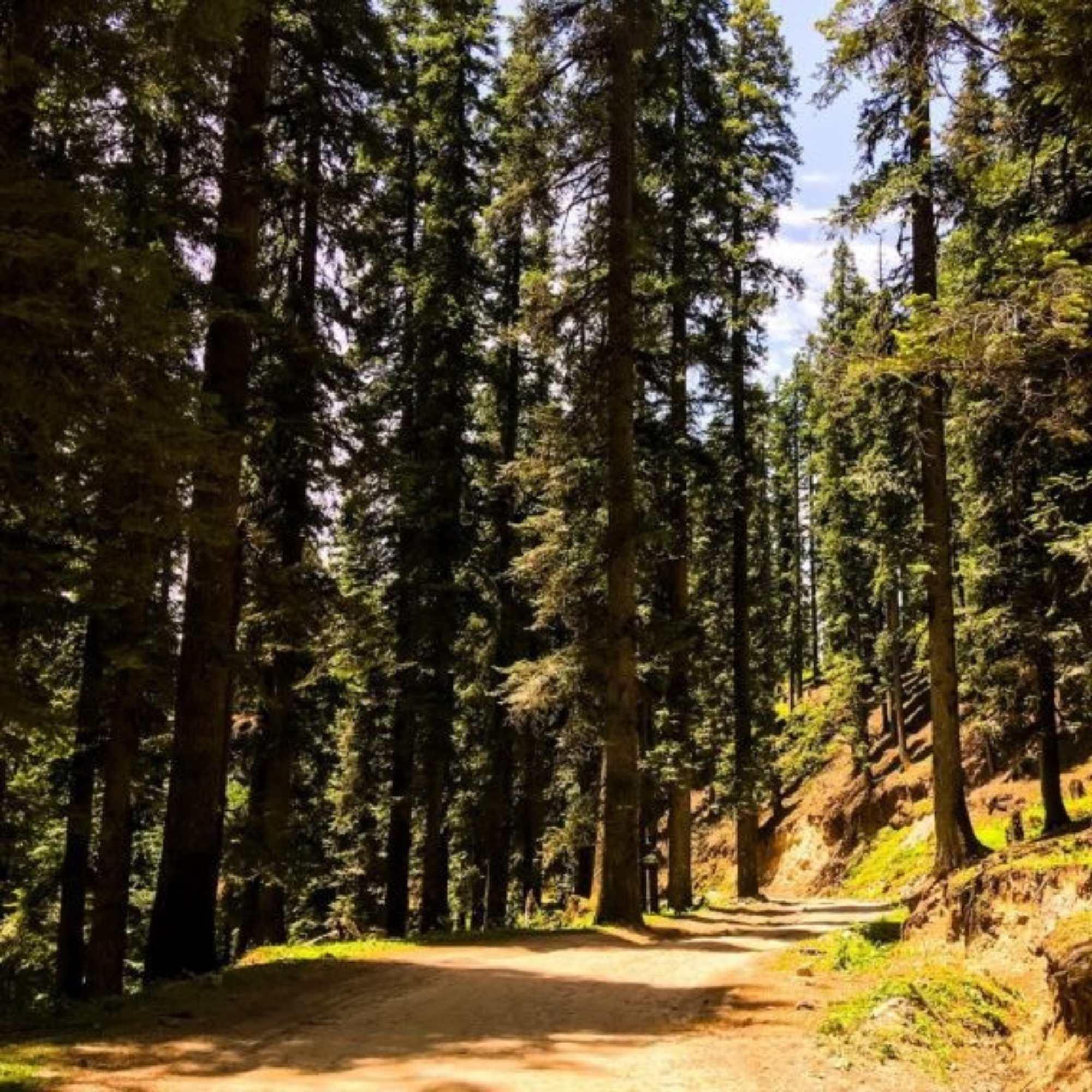 Picturesque Larot, Shimla with village views, mountain roads and serene natural landscapes.jpg