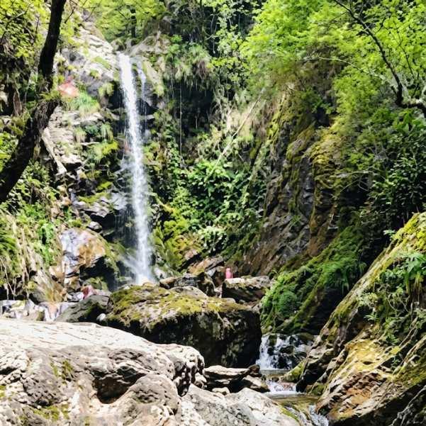 Trail approach to Barshangarh Waterfall through conifer forest