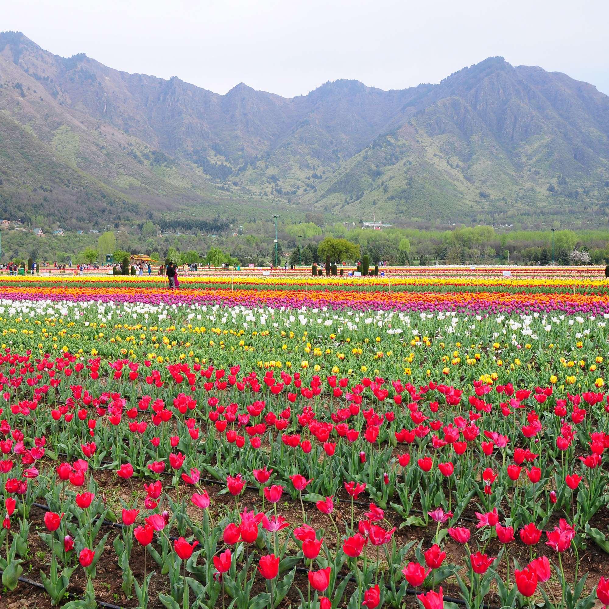 Spring Bloom in Srinagar Kashmir.jpg