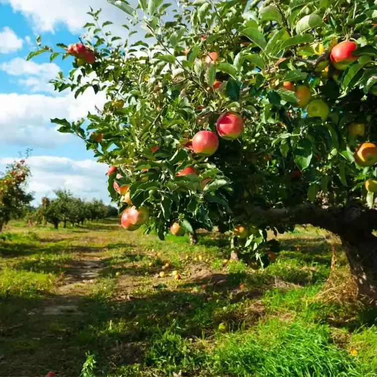 Stroll Through Apple Orchards in Kalpa