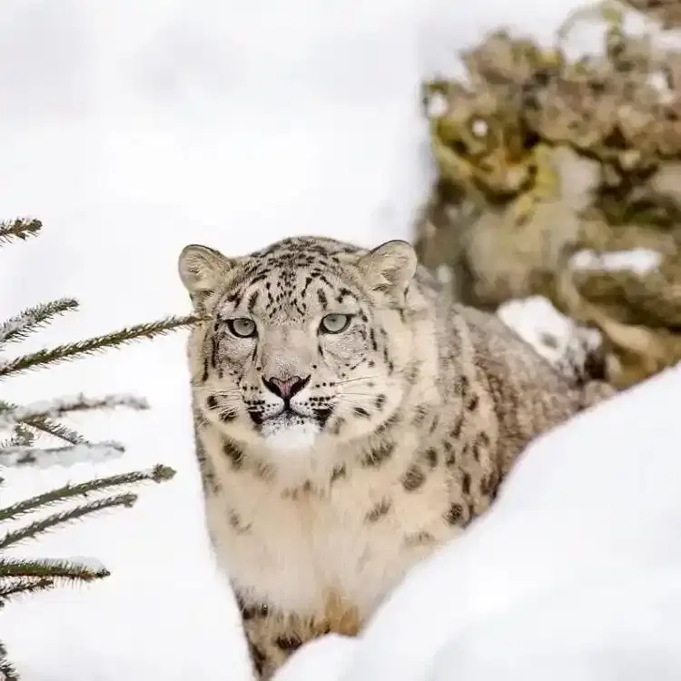 In Pin Valley, Look For Snow Leopards.