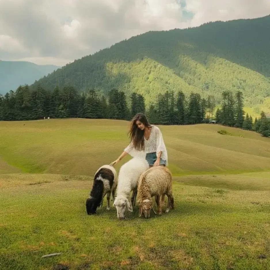 Best Jibhi Tirthan Valley & Shangarh Meadows Trip