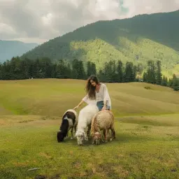 best-jibhi-tirthan-valley-shangarh-meadows-trip-6d5n