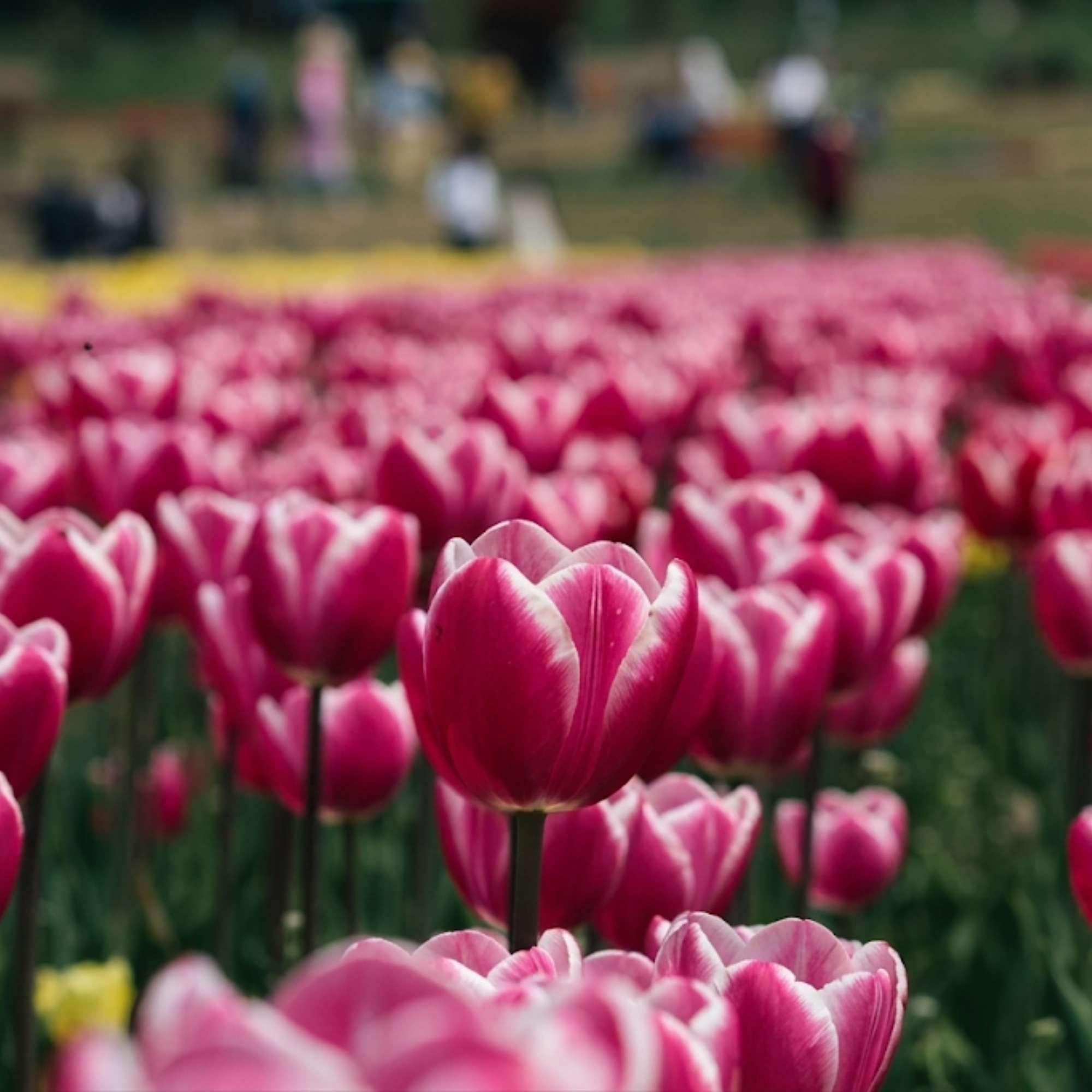 View of Indira Gandhi Tulip Garden Srinagar with Dal Lake visible below the terraces