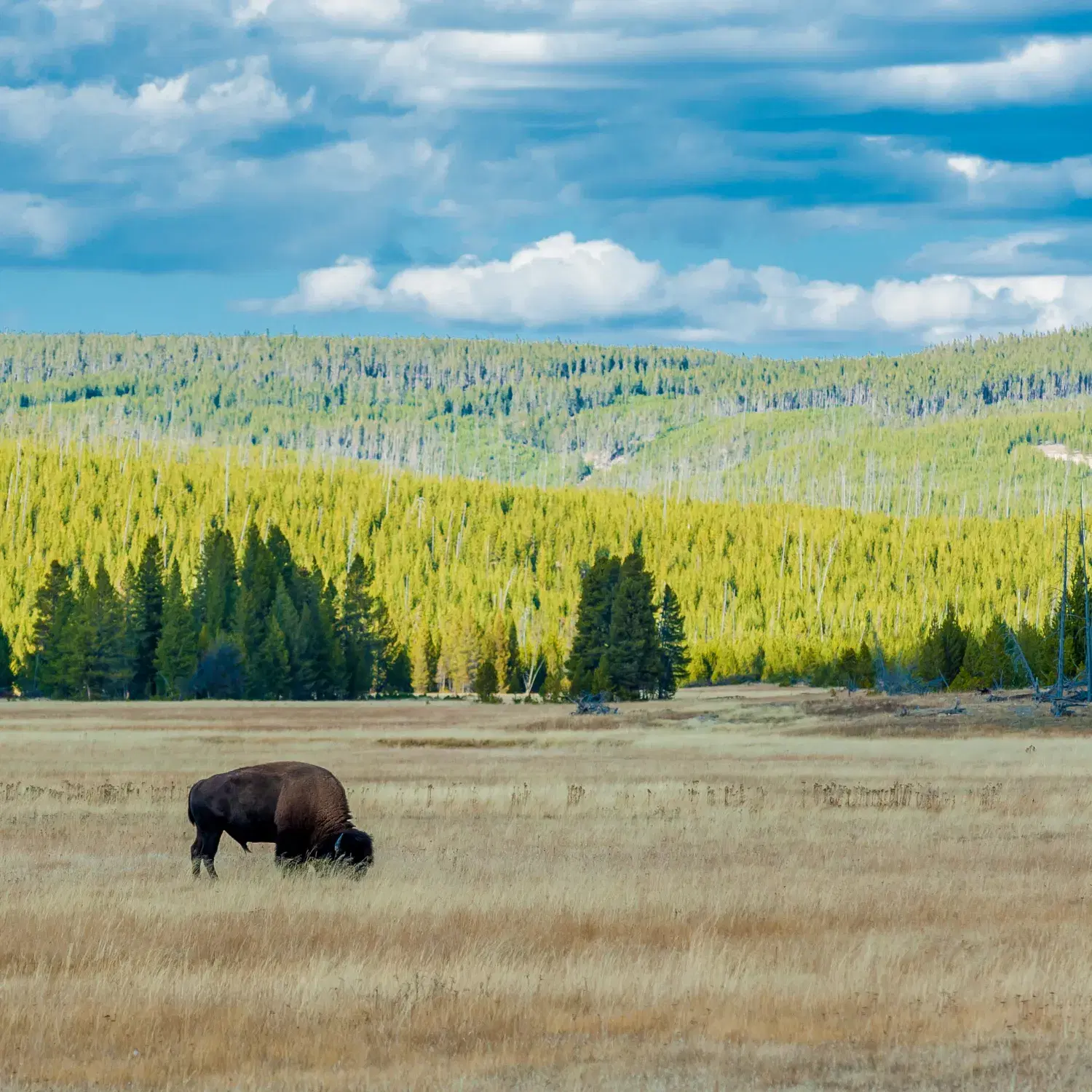 Dachigam National Park