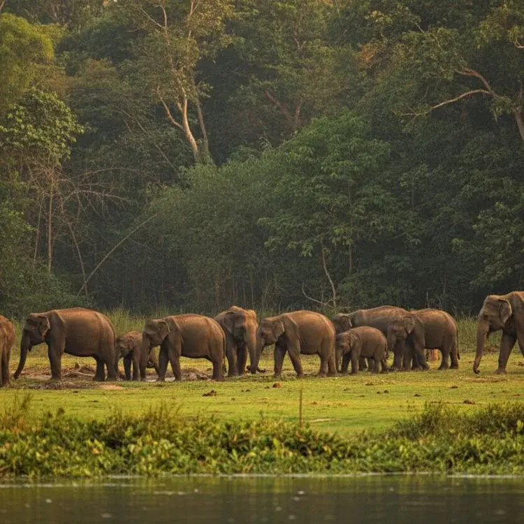 Spot Wildlife in Thekkady’s Periyar Reserve