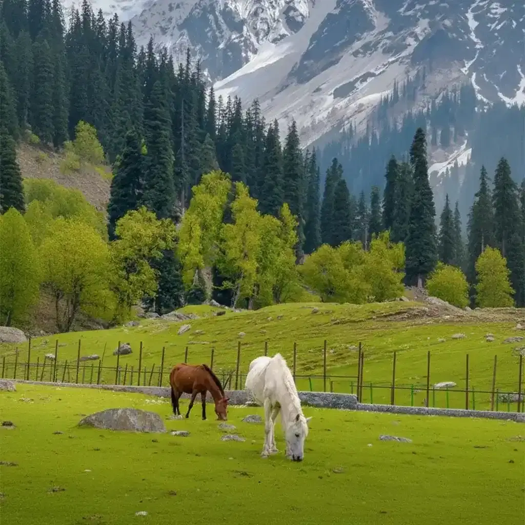 Timeless Kashmir Retreat – Srinagar, Gulmarg & Pahalgam Experience