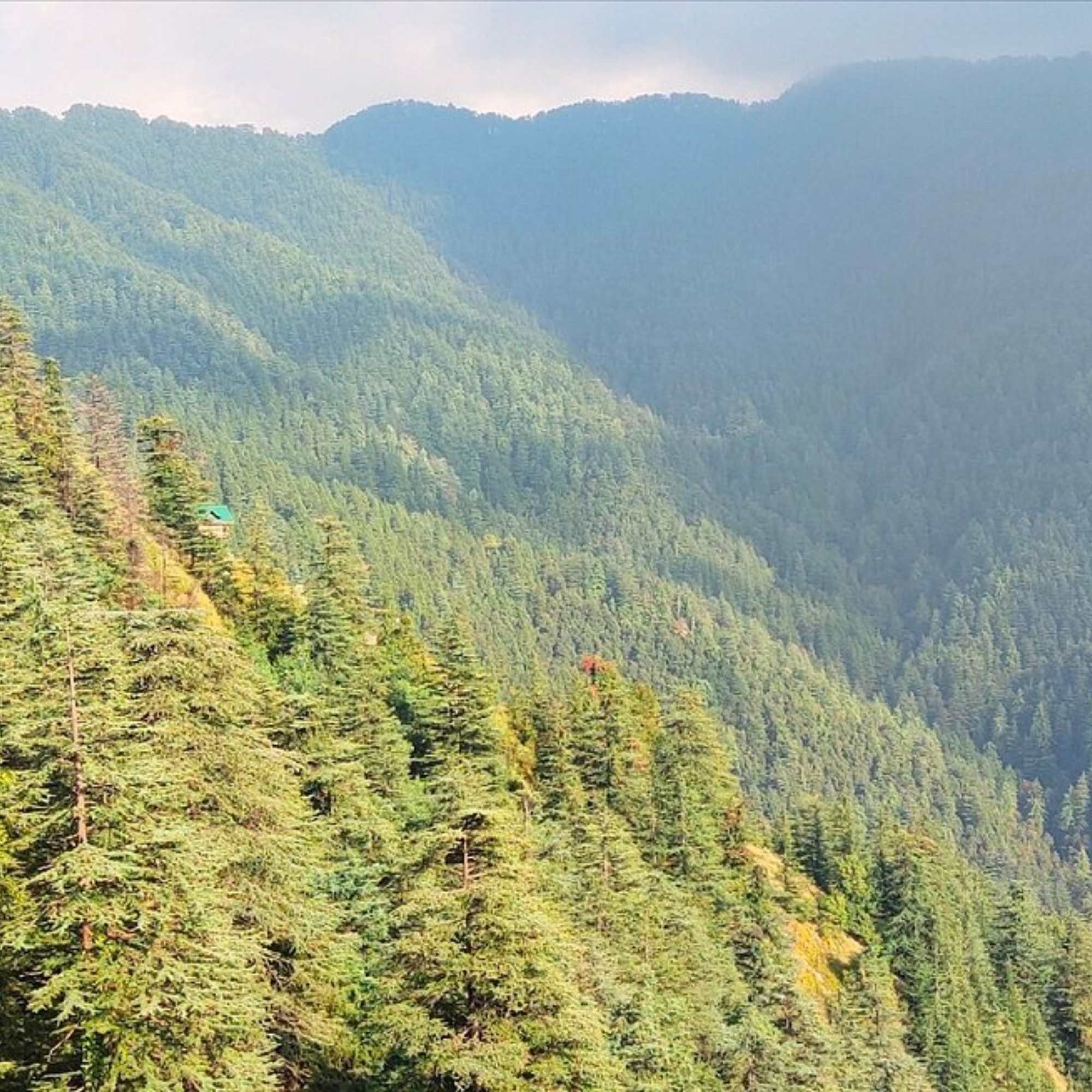Dense deodar and pine forest covering the slopes of Green Valley near Shimla