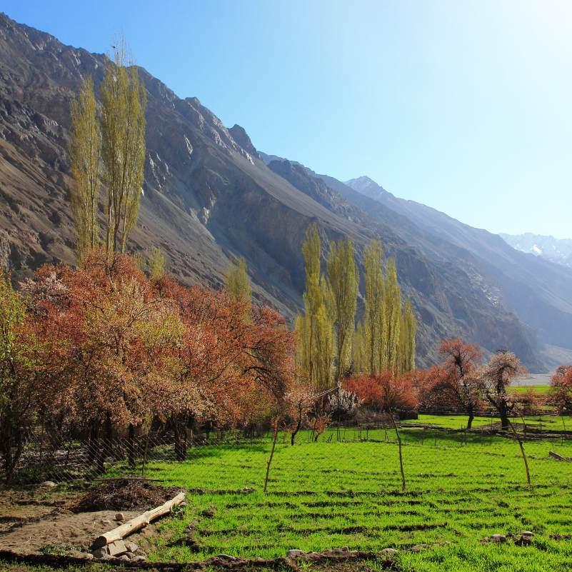 Apricot trees lining paths among traditional homes in Turtuk