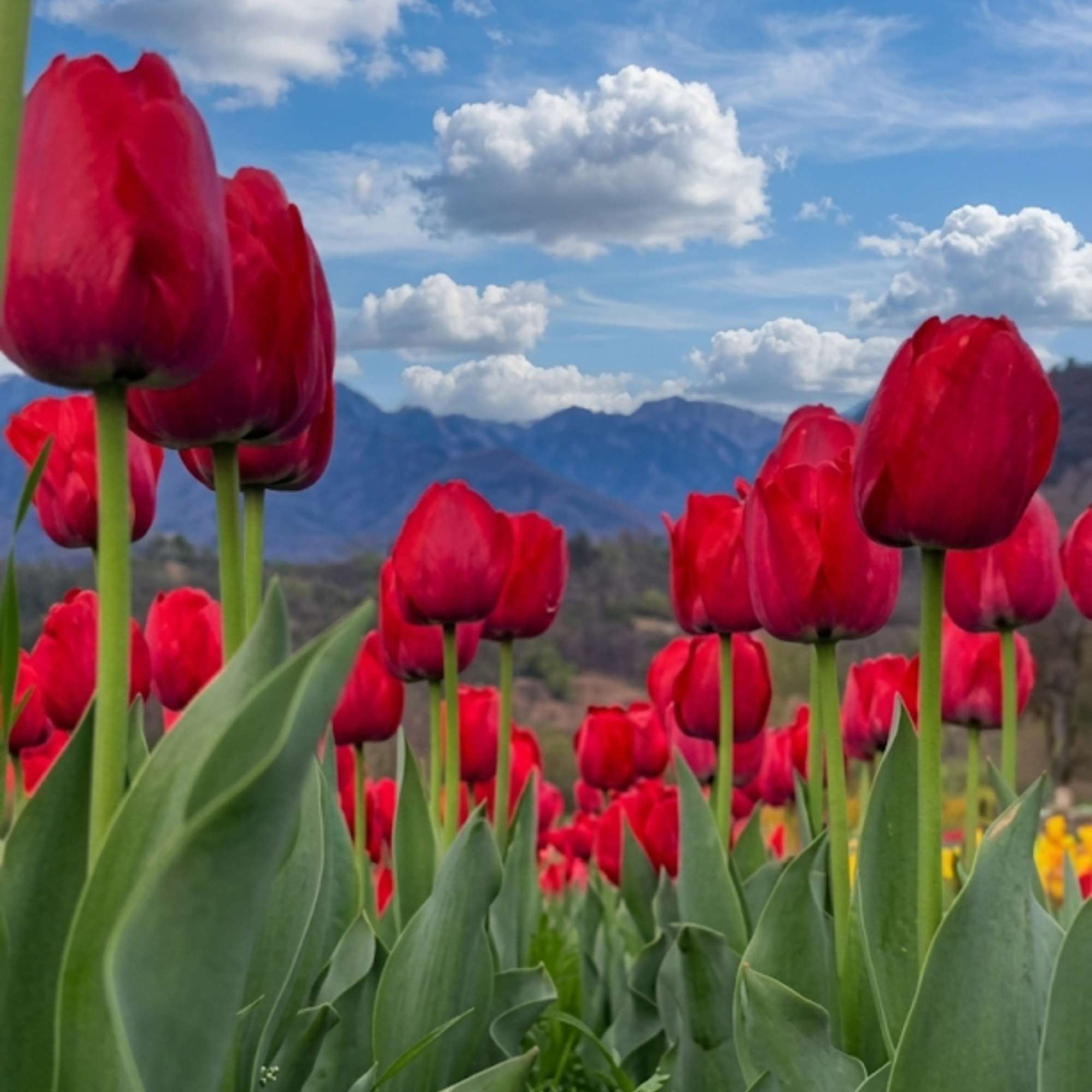 Rows of colourful tulips in bloom at the Indira Gandhi Tulip Garden in Srinagar with the Zabarwan hills in the background