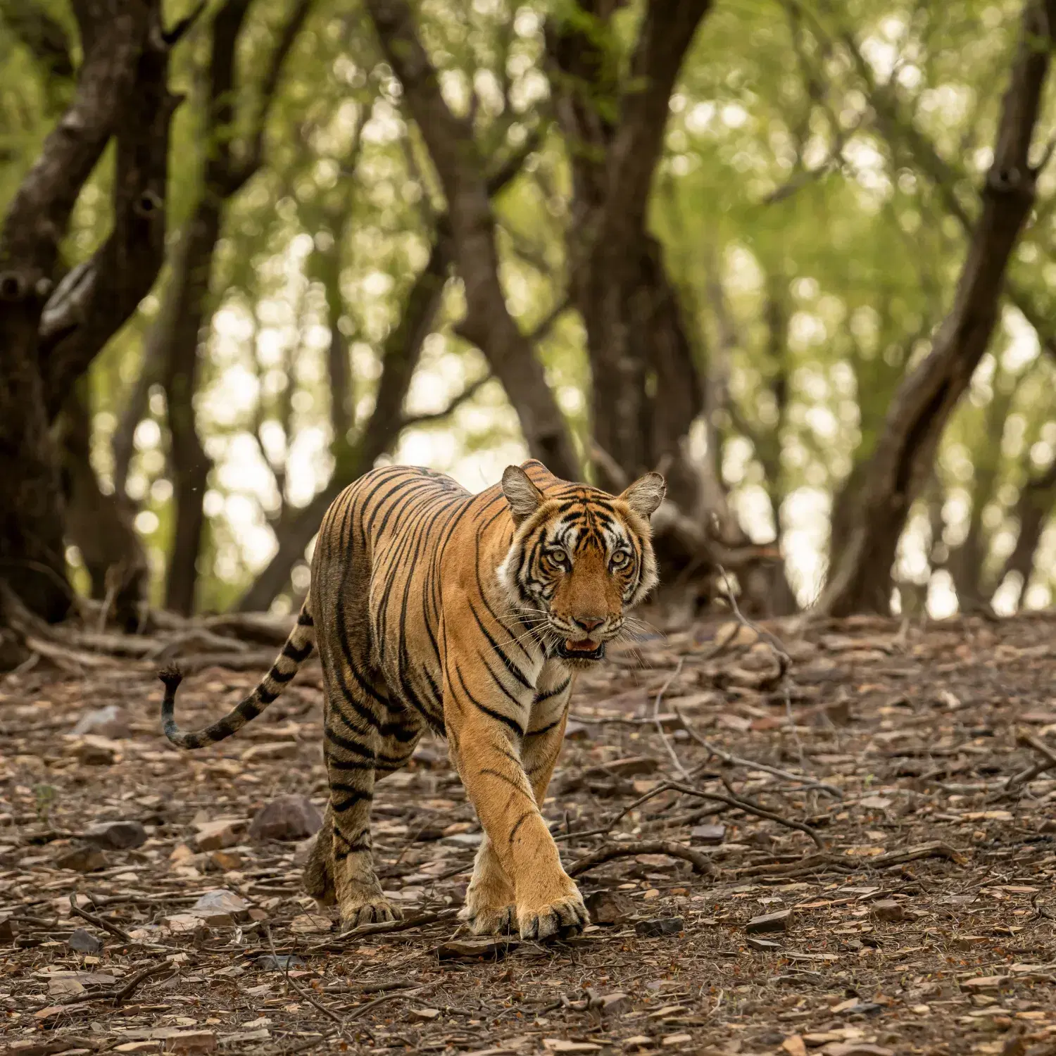 Ranthambore National Park