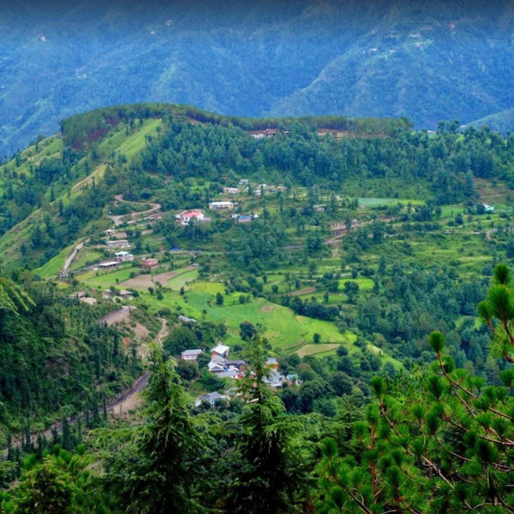 Dense deodar cedar forests around Naldehra Himachal Pradesh